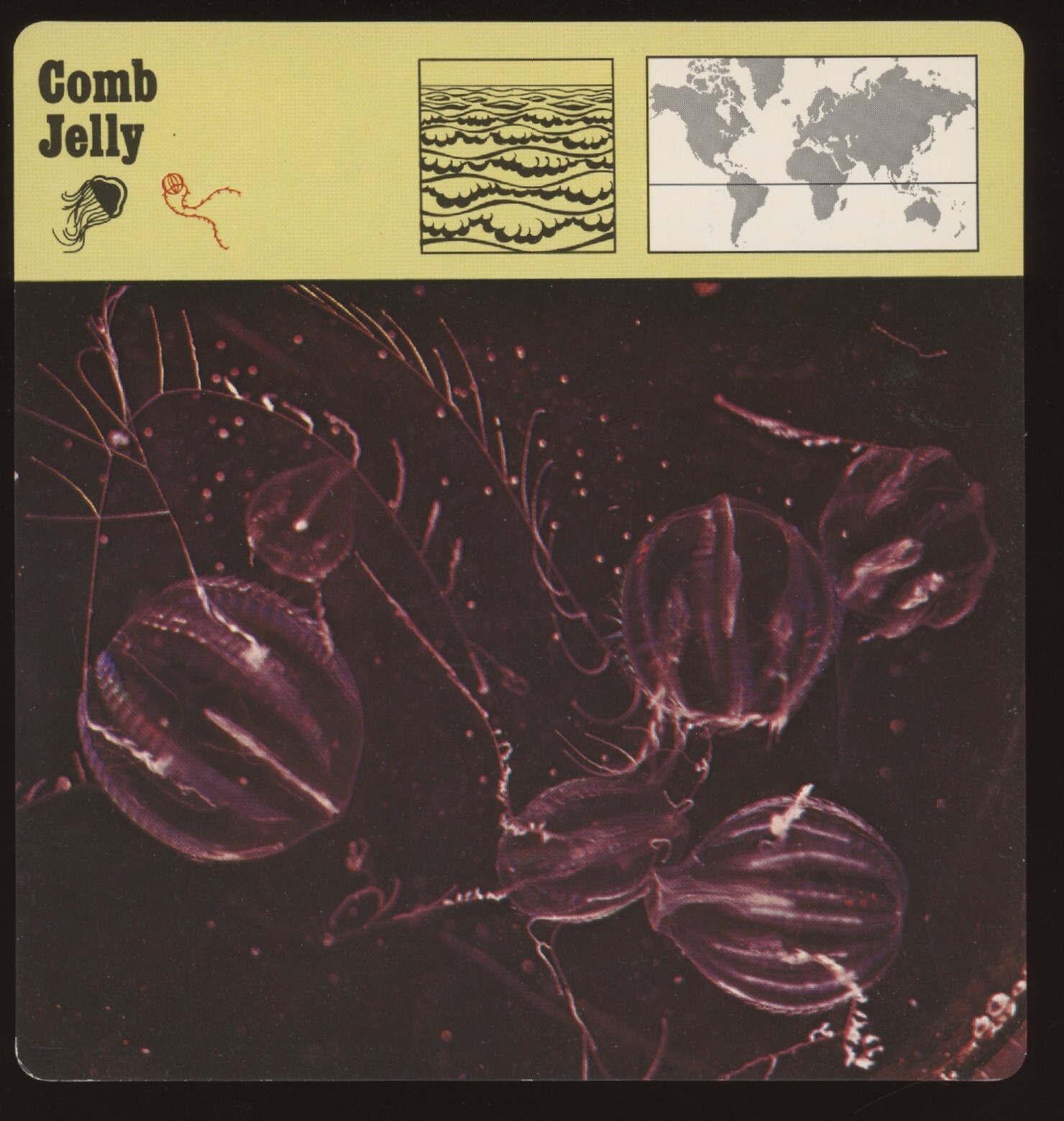 Comb Jelly Safari Cards Rencontre Invertebrates | eBay