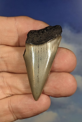 Mako Haizahn. Carcharodon. 12-15 Millionen Jahre alt. 55mm. Geschenk verpackt.