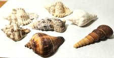 LOT of 7 Assorted Seashells from 1.5" to 2.75" length Nautical Home Decor