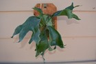 RARE PLATYCERIUM HILLII PUMILA MOUNTED ON A CEDAR BOARD STAGHORN US GROWN — photo 1