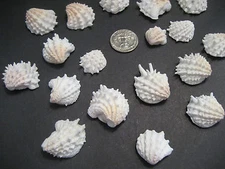 20 Spiny Jewel Box Beach Shells  From Siesta Key Beach Gulf Waters