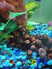3 Live Freshwater Baby Mystery Snails - Brown