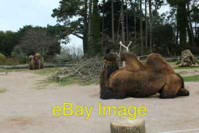 Photo 6x4 Ever felt you've got the hump Two Bactrian camels (Camelus bact c2016