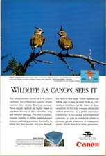 Cannon Solor Panels Yellow Cardinal Vintage Print Ad