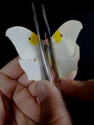 anteos chlorinde , big pieridae
