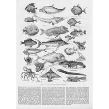 Odd Fish at the International Fisheries Exhibition - Antique Print 1883