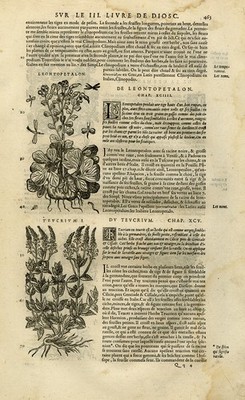 Antiker Druck - Botanik - Rakaf - Gamander - Mattioli - S. 463 - Anonym - 1572