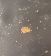 200 Live Seed Shrimp Ostracods No parasites  pipette/dropper