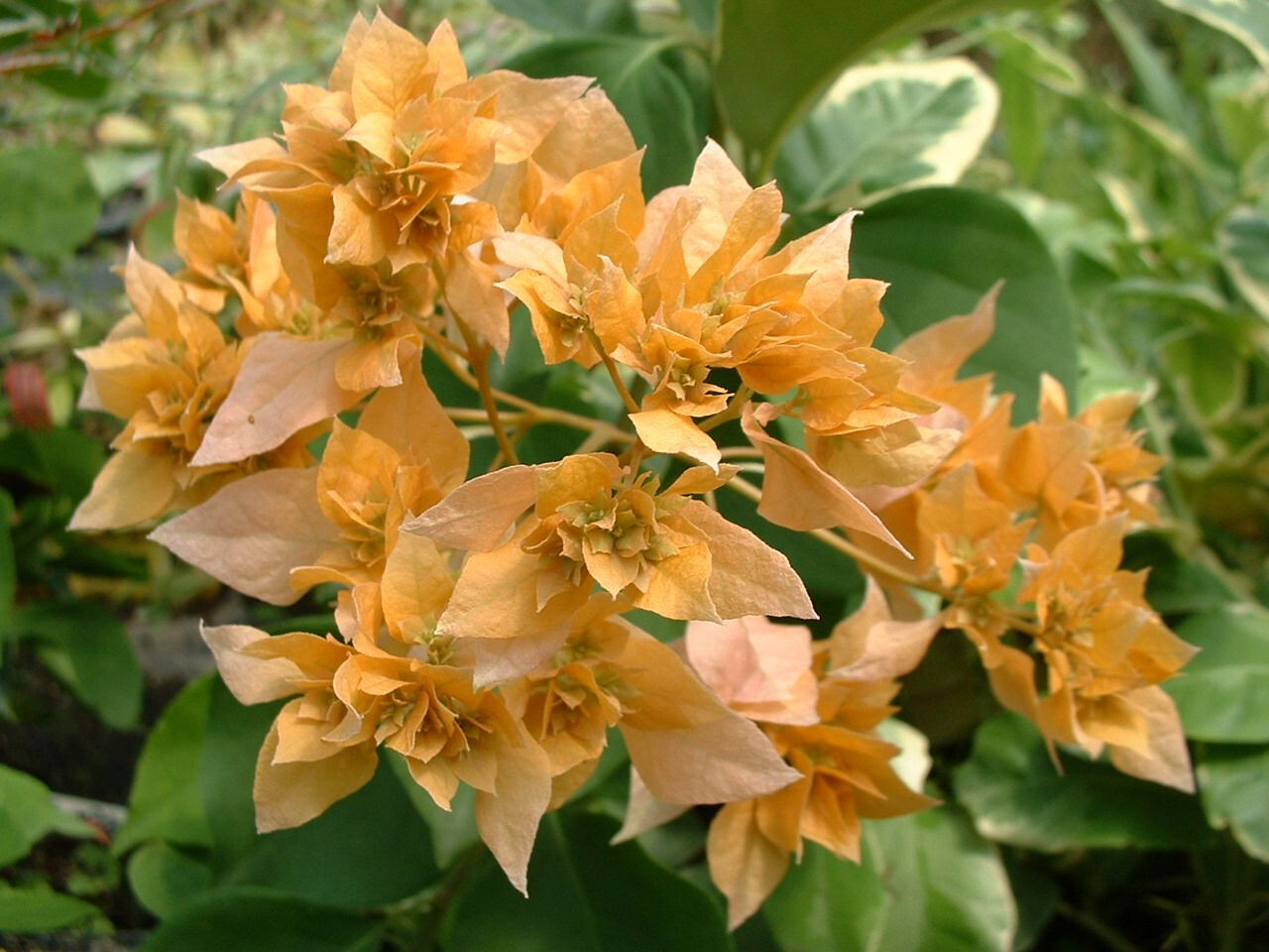 Bougainvillea Blondy Jaune Double créez une oasis méditerranéenne sur votre balcon ensoleillé