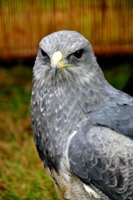 Chilenischer Adler schwarze Brust Mussard Greifvogel Foto Bild Poster Druck