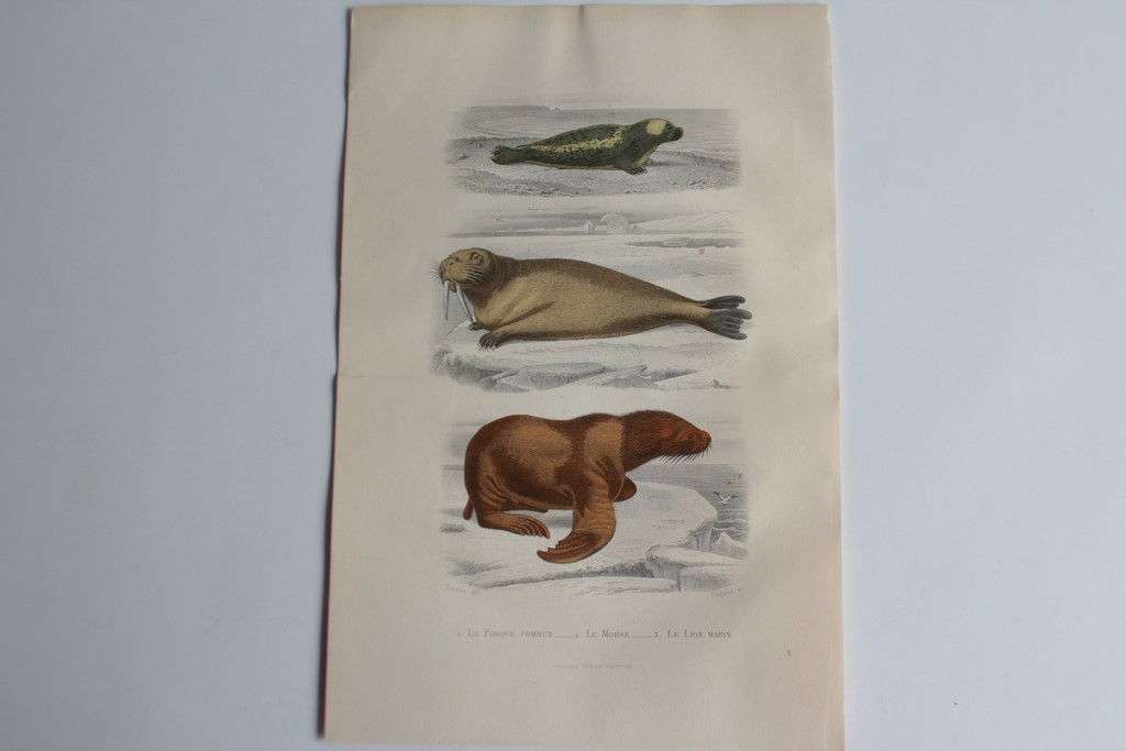 Grabado BUFFON Foca Morse León Marino Siglo XIX (65854)