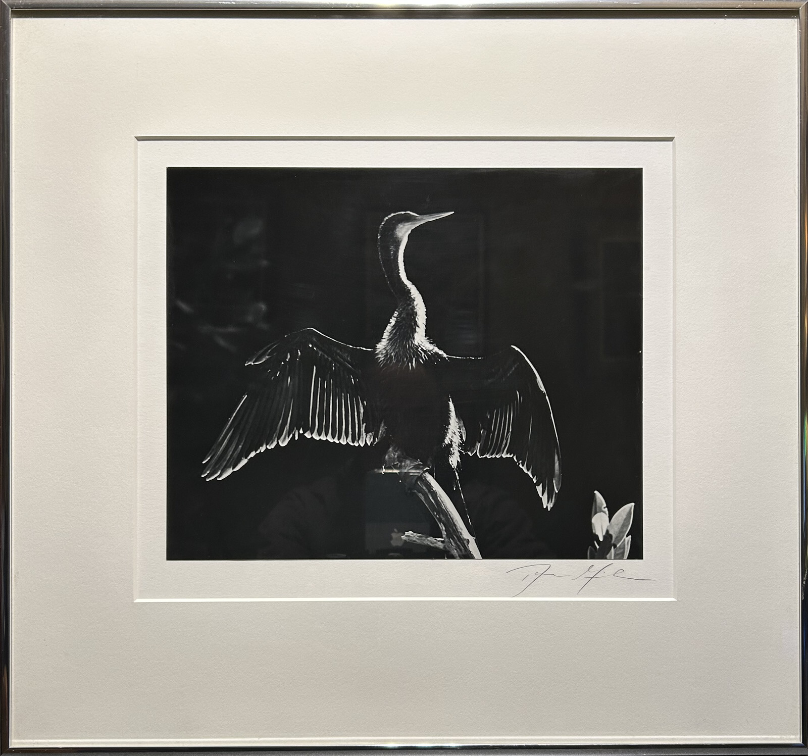 Dan Gibson - Fine Art Photography - Ahninga Ding Wildlife Sanctuary (Florida)