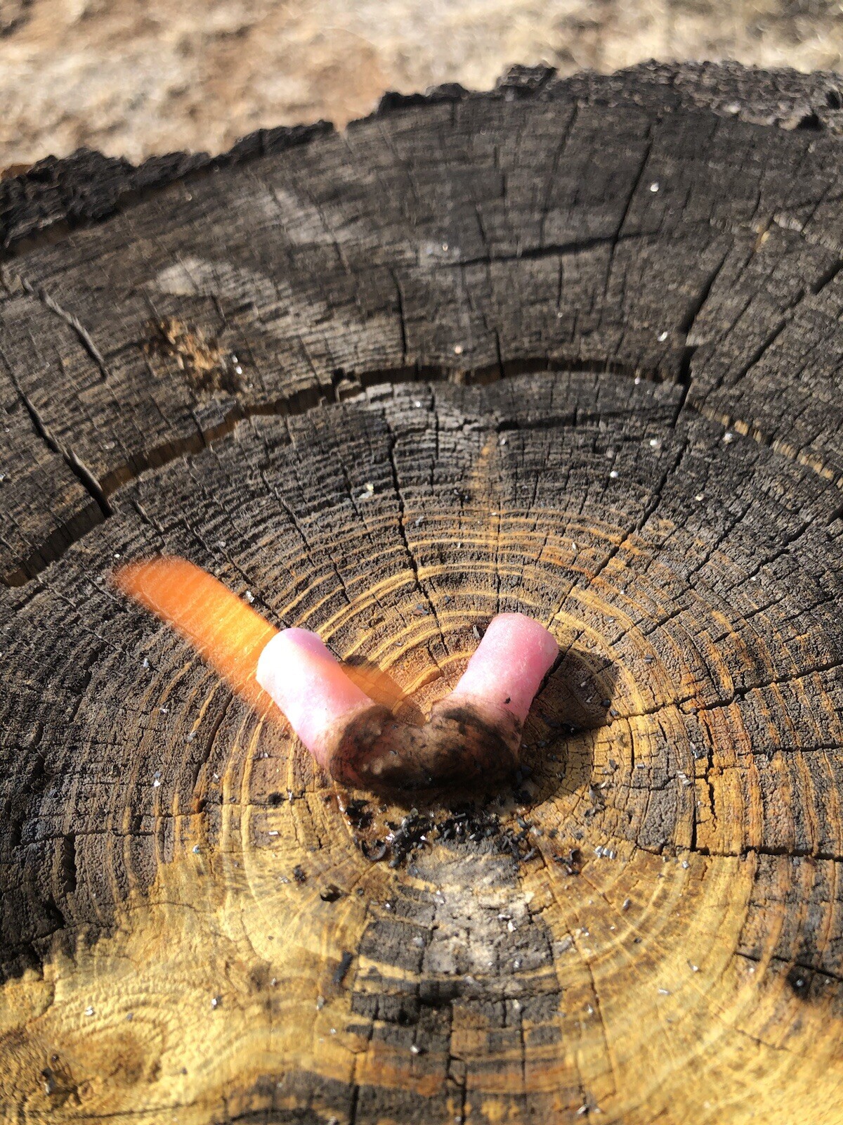 Southwest Survival 🔥 Fire Starter Kit, Weatherproof , Camping, Outdoor Survival