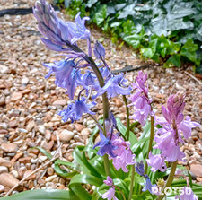 Spanish Bluebells fresh seeds x 15  including sowing info, PLOT50🌱