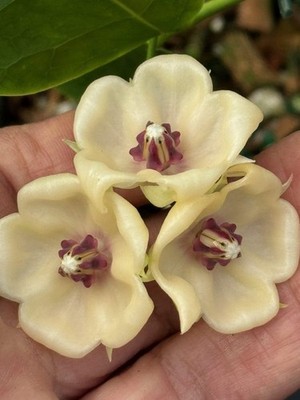 Real Pict Hoya Surisana Rare Plant