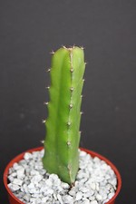 Dragon fruit PURPLE FLESH pitaya exotic tropical cacti edible good eat plant 4"