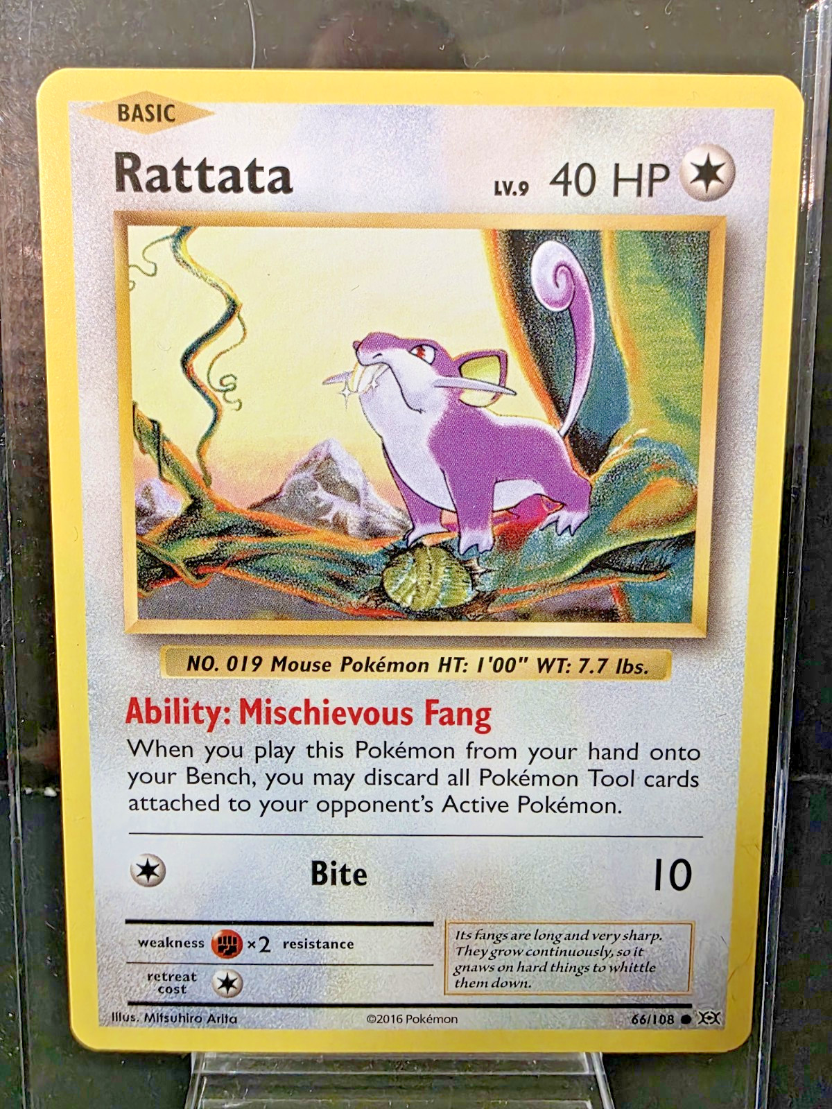 Rattata 66/108 XY Evolutions NM Pokemon TCG