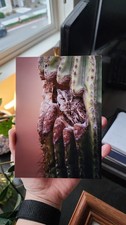 Western Screech Owl in Saguaro Cactus Original Photography Print (Unframed)