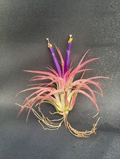 TILLANDSIA IONANTHA, THE BLUSHING BRIDE BROMELIAD or AIR PLANT