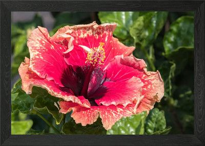 Hibiskus in Blüte Gerahmtes Wandbild Poster Leinwanddruck Bild