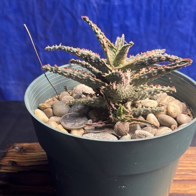 Aloe 'Oik' Succulent Cactus Plant. Collection Sale | All must go.