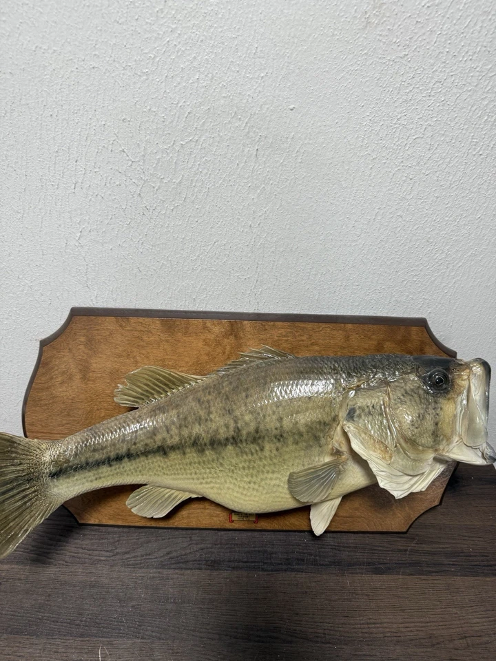 Vintage Largemouth Bass 21” Taxidermy Real Skin Fish Wall Mount Rustic Man Cave - Image 4 of 4