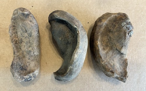 Prehistoric St. Marys River Whale Ear Bone Fossil Pleistocene Epoch Old