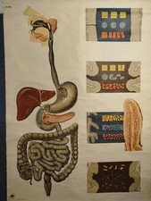 Schulwandkarte DDR Rollkarte Dresden Verdauungsorgan Mensch