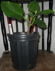 READ-LISTING-DETAILS-Black-Madeira-Fig-Tree-Gallon-10-00-No-reserve