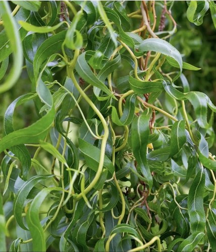 SALE 6 Twisted Willow Cuttings, Corkscrew ,about 8". NOT ROOTED - Picture 2 of 5
