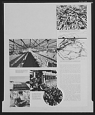 National Agricultural Research Center 1940s FSA Greenhouse Research Page