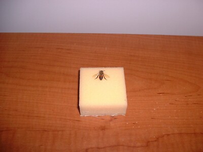 REAL INSECT SPECIMEN HONEYBEE BLACK YELLOW WITH WINGS AND LEGS