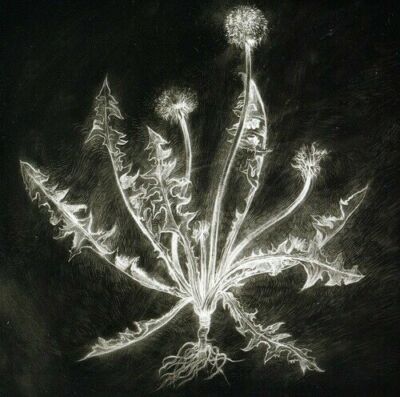 Tuma, Scott : Dandelion CD NEW Digitalis Records SEALED