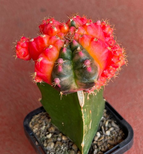 Gymnocalycium Mihanovichii F. Prolifera Variegated Cactus No. 4 - Picture 2 of 6