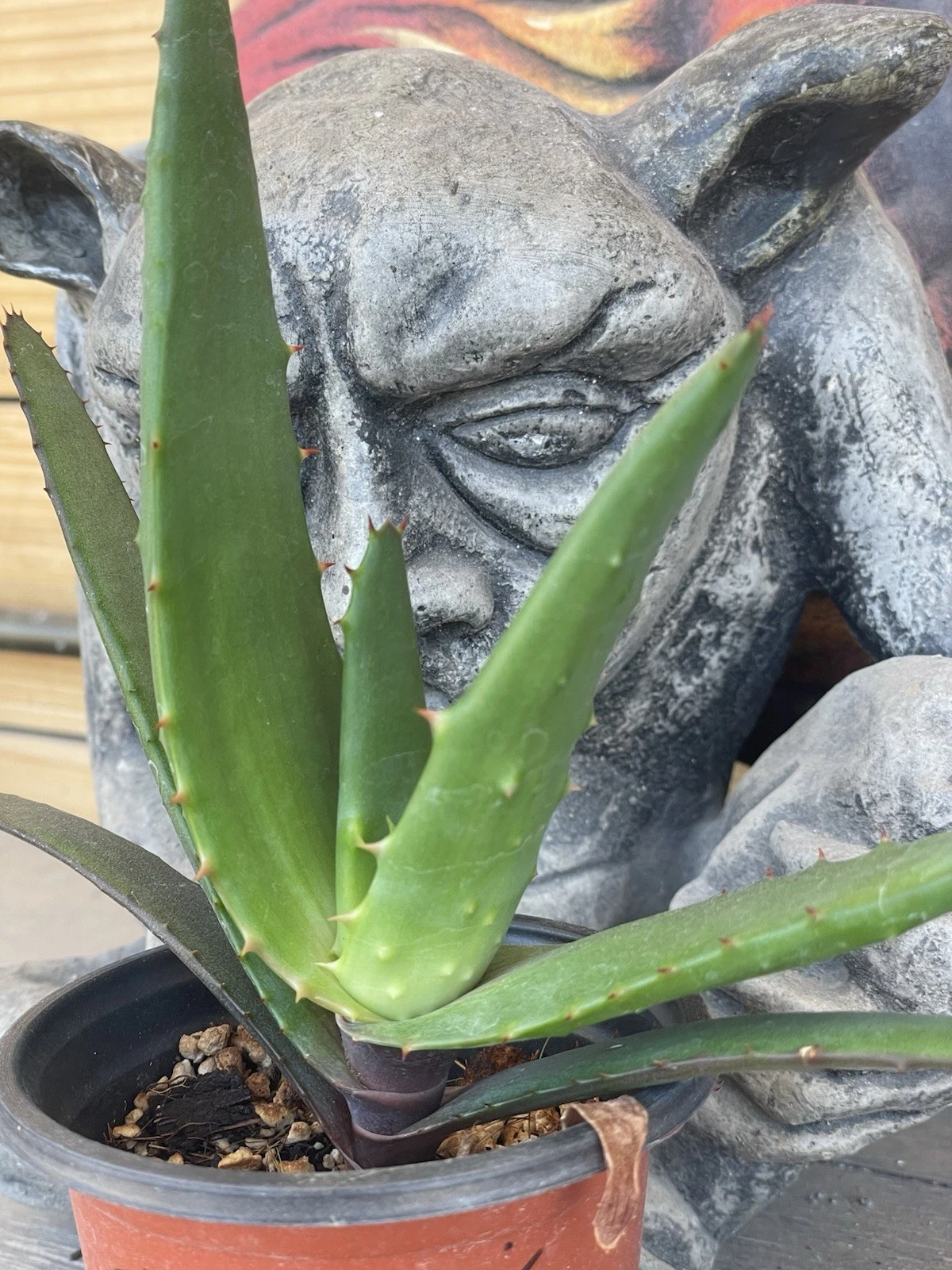 ALOE SPECTABILIS (Marlothii var.)- rare single stem tree aloe -- SEED GROWN!!
Opens in a new window 