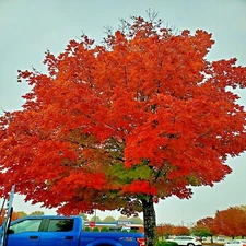 *RED SUNSET* Japanese Maple (Acer rubrum) Tree Seeds, Landscaping or Bonsai