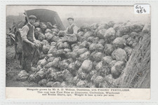 A D Wilcox Farm at  Dumbleton Mangold's Fison's Prize Winning Fertilizer  Advert
