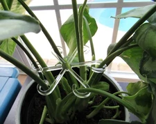Stem Supports - Plant Supports - Climbing Houseplant Leaf Supports, 6 Multi Pack