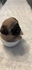 Pug Puppy Dog Figurine, Sitting Pug in White Teacup, Dog Collectible Decor — photo 2