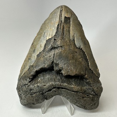 Megalodon Shark Tooth 5.63 Inch - Huge - Wide Fossil - Authentic Teeth 20239