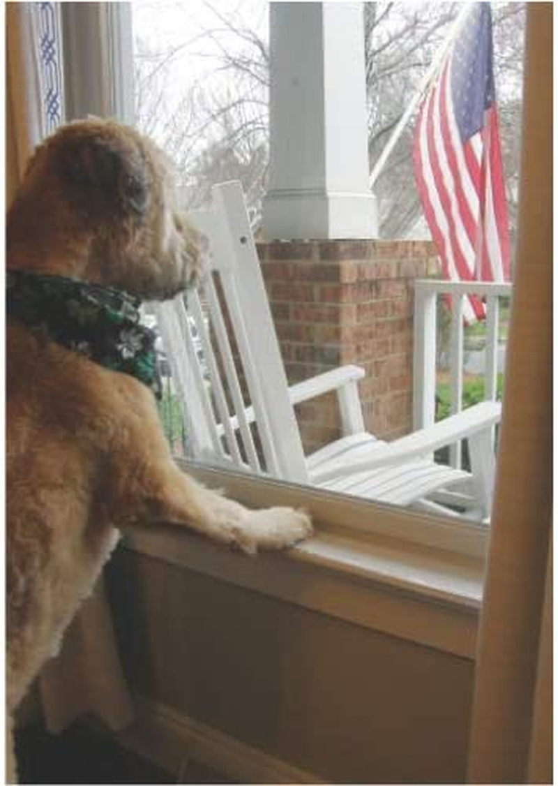 clawguard window sill protector