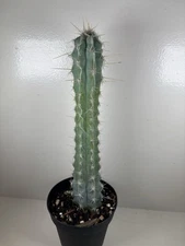 Pilocereus Pentaedrophorus HU121 Cactus 6" Rooted Cutting