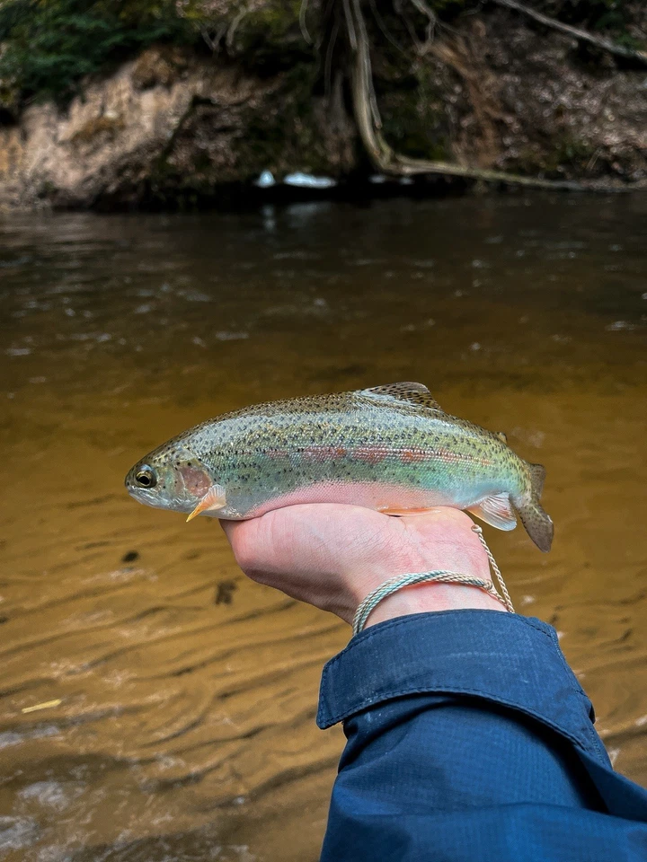 Plantilla redonda BFS ultraligera BFS de 1/32 oz surtido acabado pintado con caja Foto 3 de 4