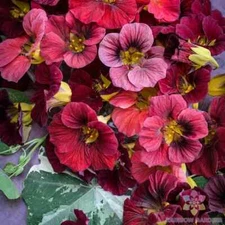 50+ Alaska Red Shades Nasturtium Seeds for Garden - USA - FAST SHIPPING!