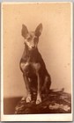 Antique Cdv Circa 1870s Forshew Cute Manchester Terrier Dog Hudson New York