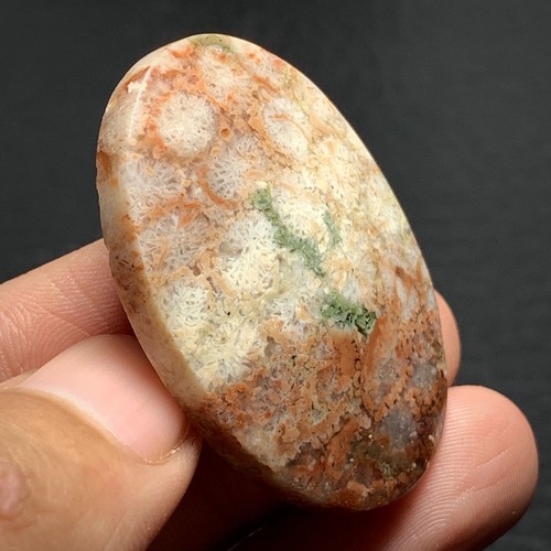 Natural Coral Fossil Cabochon 41x29x8.5mm High Quality 68 ct - Picture 6 of 7