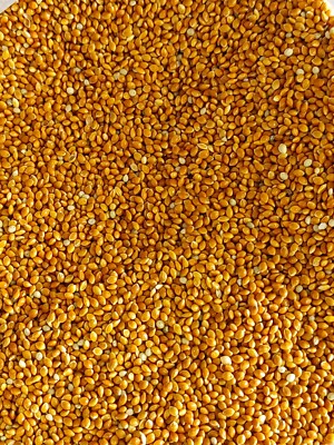 red proso millet 10 lbs bird food