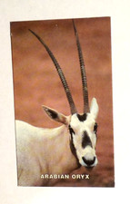 Arabian Oryx American Spirit Endangered Vignette Fact Card Set 2 #17 Series IV