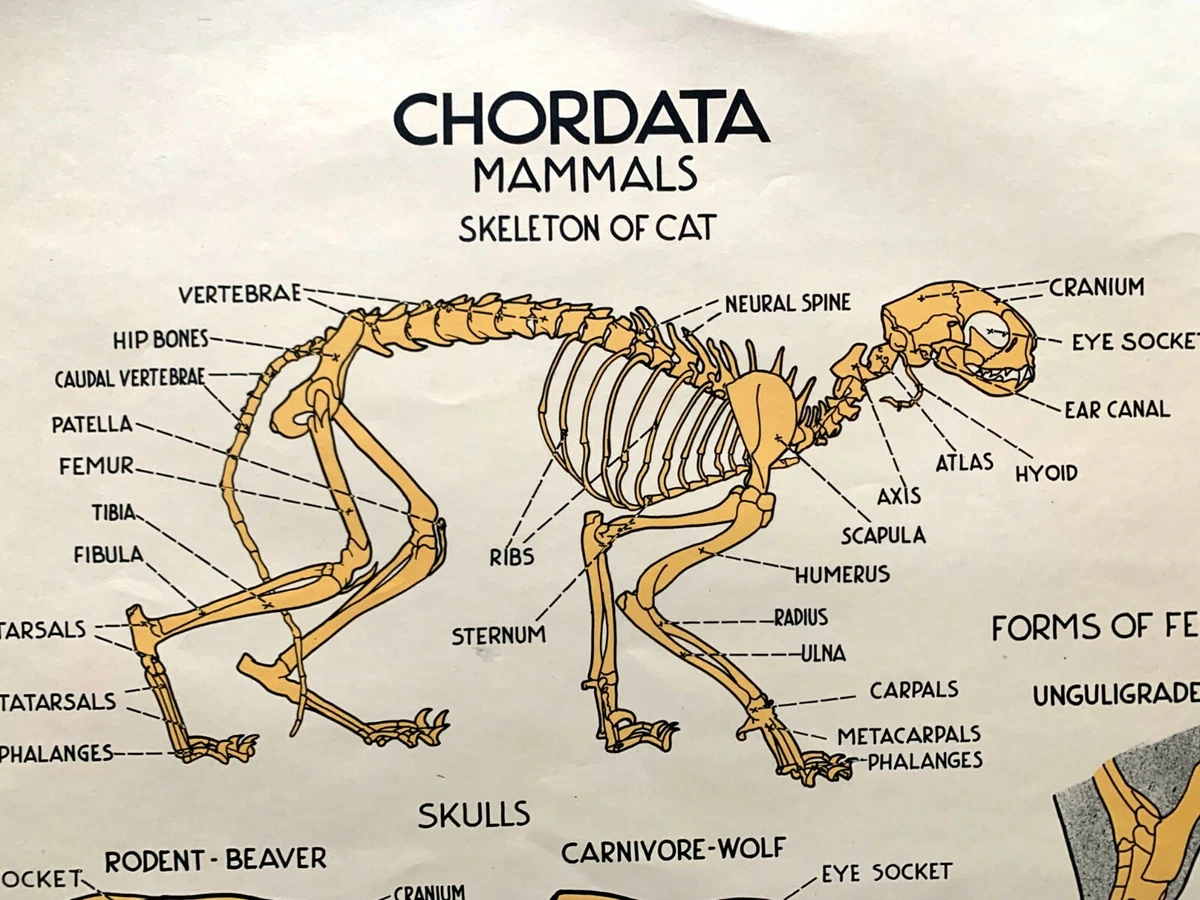 Cat Skeleton Diagram
