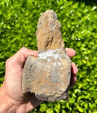 Tylosaurus Mosasaur Vertebrae Fossil HUGE 5.6” Dinosaur Bones Texas Ozan Fm